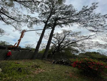 Photos by Santana Tree Service LLC #3