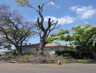 Photos by Villeda Tree Services #1