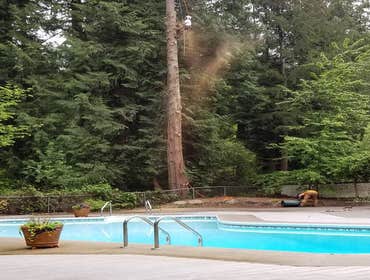 Photos by Elite Tree Care #1