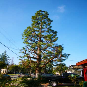 Tree Trimming Los Angeles