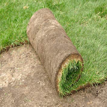 Lawn Care Wilson Nc