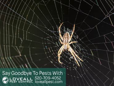 Termite-Pest Control Service
