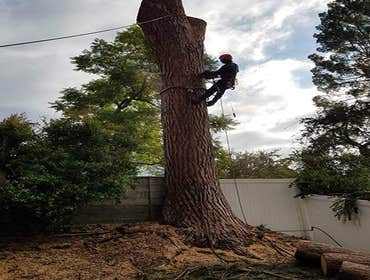 Photos by Villeda Tree Services #1