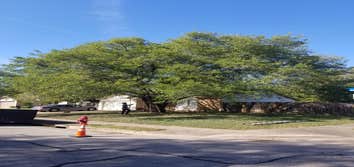 Photos by Nava Tree Services #2