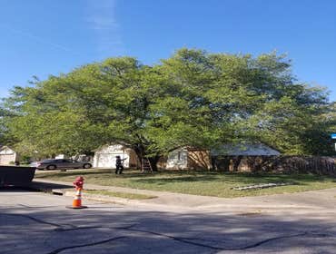Photos by Nava Tree Services #2
