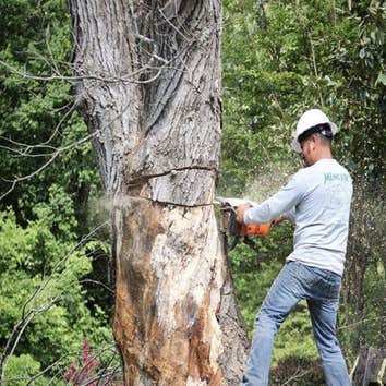 Green Leaf Tree Surgeons