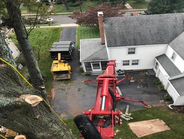 Photos by ALX Tree Services LLC #1