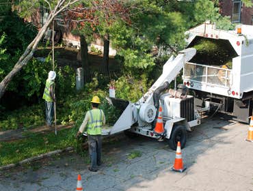 Photos by Pro Tree Service of Savannah #1
