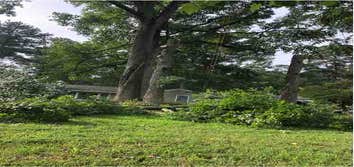 Photos by Carlos Tree Service #2