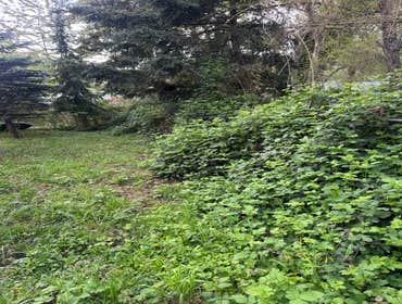 Photos by Tmk Innovations LLC #3 Full yard debris removal and clean up with roof clean and moss removal