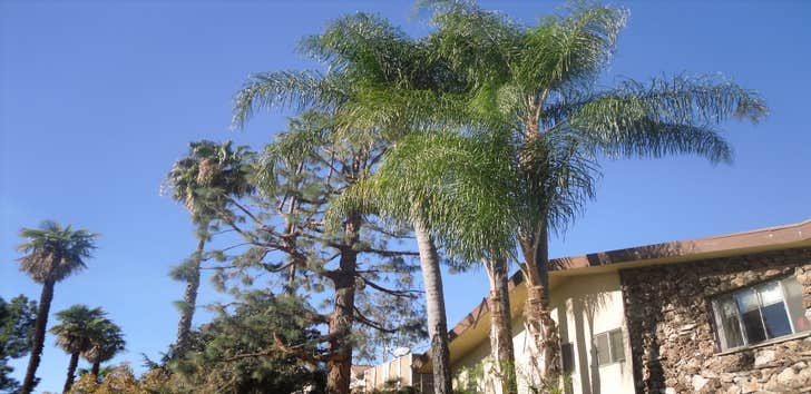 landscape project
.new automatic sprinklers & repairs//any type of outdoor plumbing
.lawn & landscape installations//sod,seed,plants,planters,trees,gr