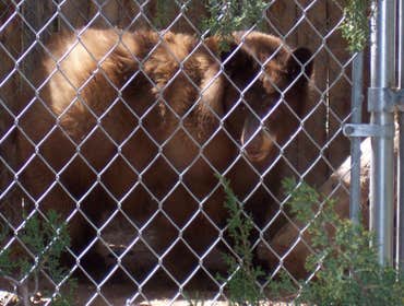 Nm Bear watch 9-23-11