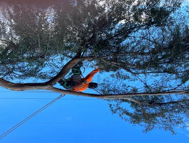 Photos by Trinity Tree Service #1