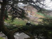 Photos by Elite Tree Care #1