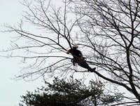 Photos by Elite Tree Care #1
