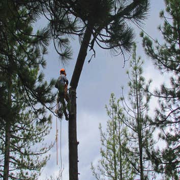 Tree Removals Technical tree removals over houses.