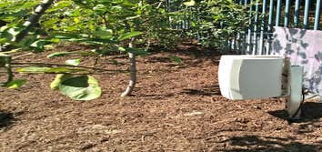 Music soothes the plants