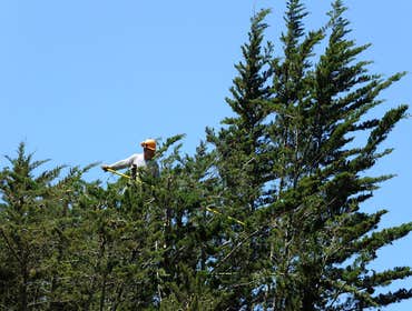 Photos by Rodriguez Tree Service #1
