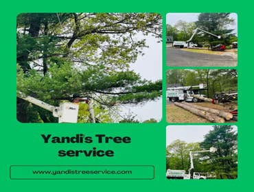 Photos by Yandi's Tree Service #15