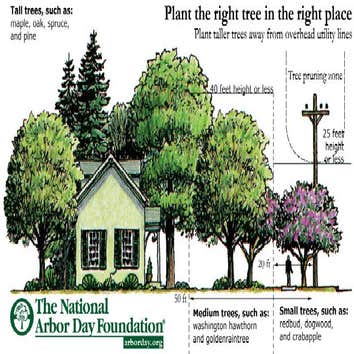 Nyc Tree Trimming & Removal Corp