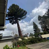 C&C Tree Solutions