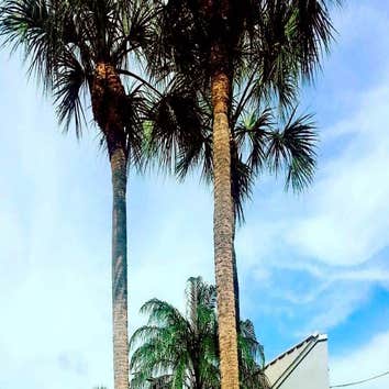 Tree Techs Professional Arbor Care