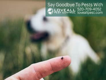 Termite-Pest Control Termite-Pest Control Service