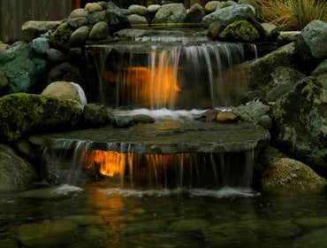 Photos by Aqualife Ponds #1