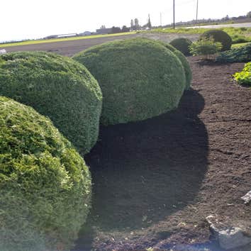 Cristian Lawn Care & Landscaping LLC
