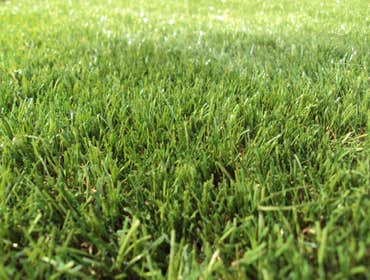 Photos by National Artificial Grass and Astro Turf - Georgetown #1