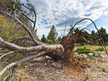 Photos by Rancho Cordova Tree Service #1