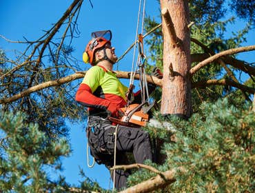 Photos by El Dorado Hills Tree Service #1