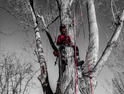Photos by Arborsafe Tree Service #1