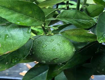 Photos by B&c Fruit Trees & Landscape LLC #1