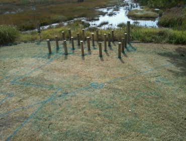 Projects and Plants This gallery shows a combination of projects and beautiful Native Plants. Projects that meet the requirements of a National Wildli