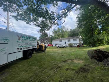 Photos by Yandi's Tree Service #18