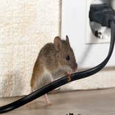 Photos by Red Rose City Termite Removal Experts #1