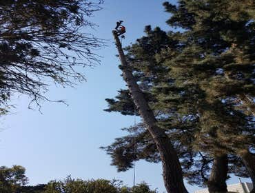Photos by Moreno Tree Service #1