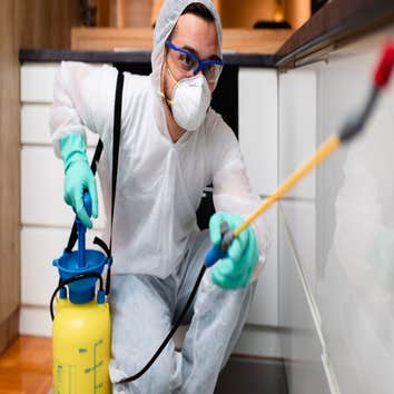 Red Rose City Termite Removal Experts