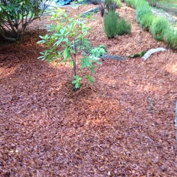 Photos by Alex's Gardening Services #2