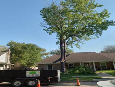 Photos by Houston Tx Tree Service #4