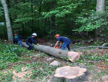 Photos by Palmer Tree Service #1