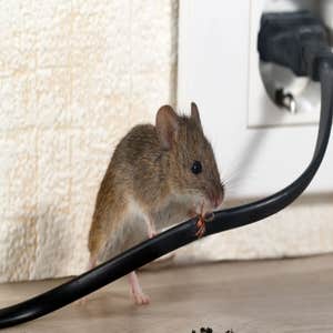Photos by Scenic City Termite Removal #1