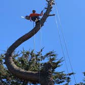 Photos by Moreno Tree Service #1