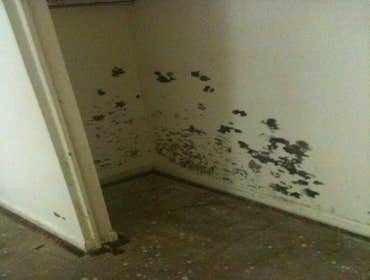 Bay Area Mold Services Project