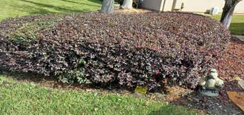 Photos by Marios Landscaping Jax #2
