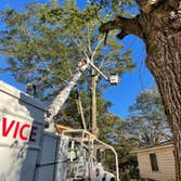Photos by Dylan Tree Services LLC #4