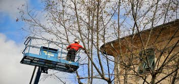Photos by Top Tree Service Miami #1 tree service Miami , Miami tree service, tree service, tree service fl, fl tree service