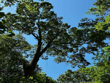 Flores Tree Services General & Landscaping
