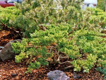 Photos by Artistic Treeworks #1